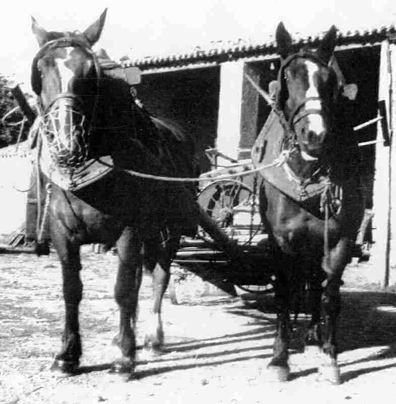 Jusqu’aux années 50, attelage de la moissonneuse-lieuse derrière des chevaux